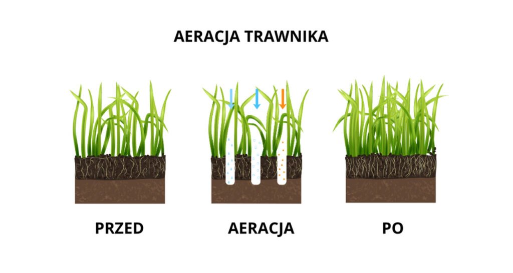 aeracja trawnika kiedy
