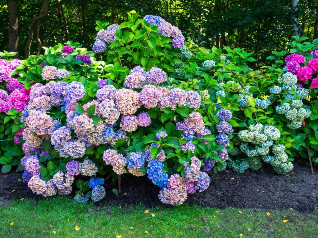 hortensje ogrodowe stanowisko