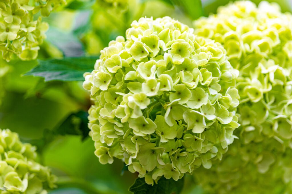 hortensje ogrodowe Limelight