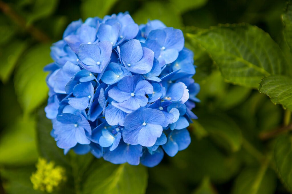 hortensje ogrodowe odmiany