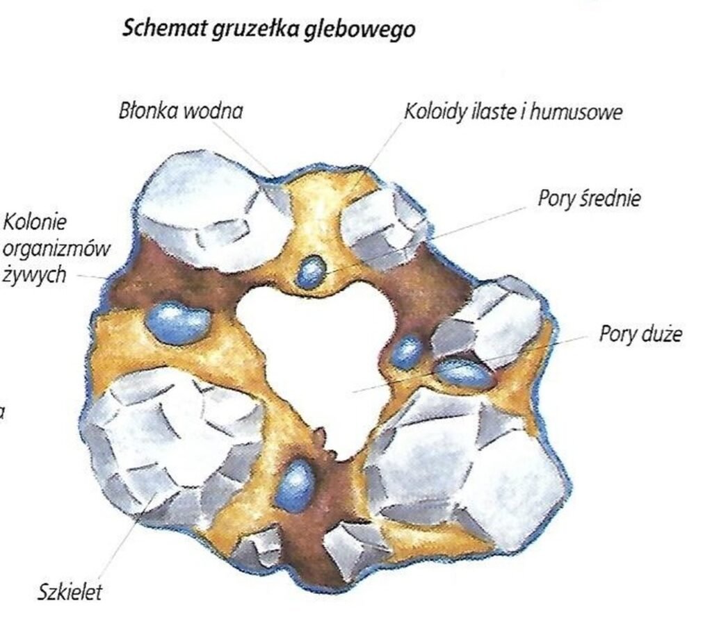 żyzna gleba